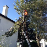 Foxcover Landscaping and Tree Surgery