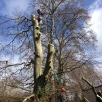 Foxcover Landscaping and Tree Surgery